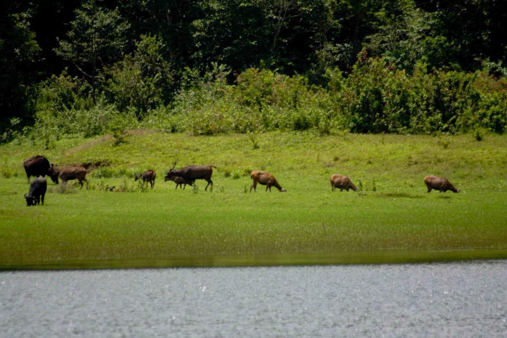 Dean Dale Cottages Thekkady Bagian luar foto