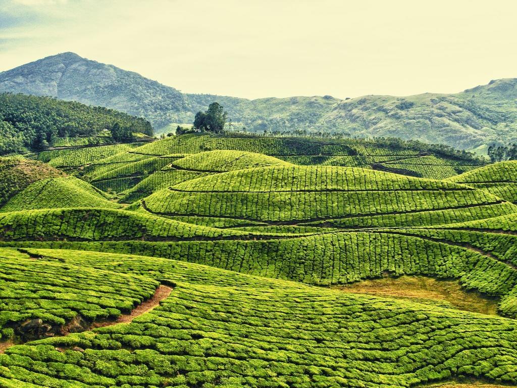 Dean Dale Cottages Thekkady Bagian luar foto