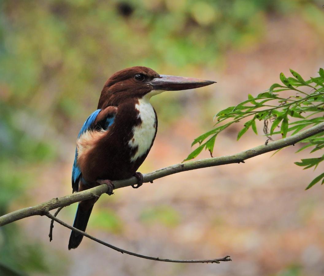 Dean Dale Cottages Thekkady Bagian luar foto